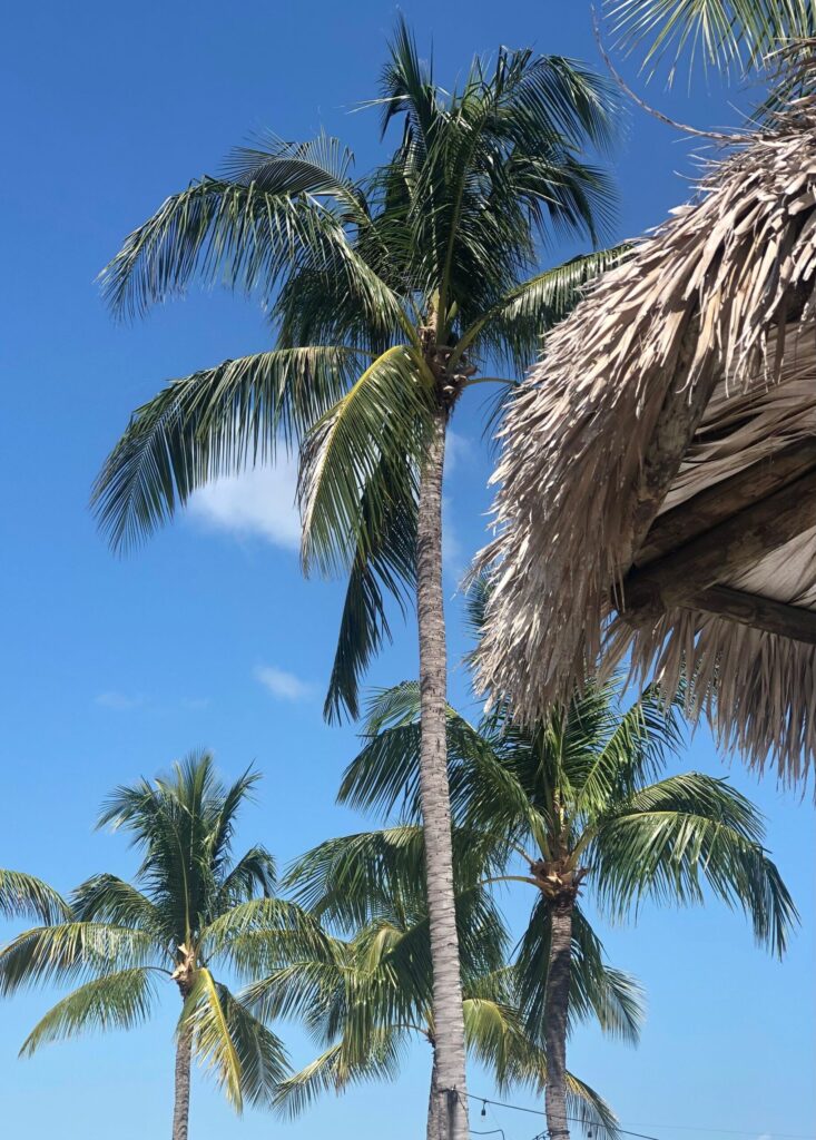 Palm trees and a tiki hut in Islamorada
