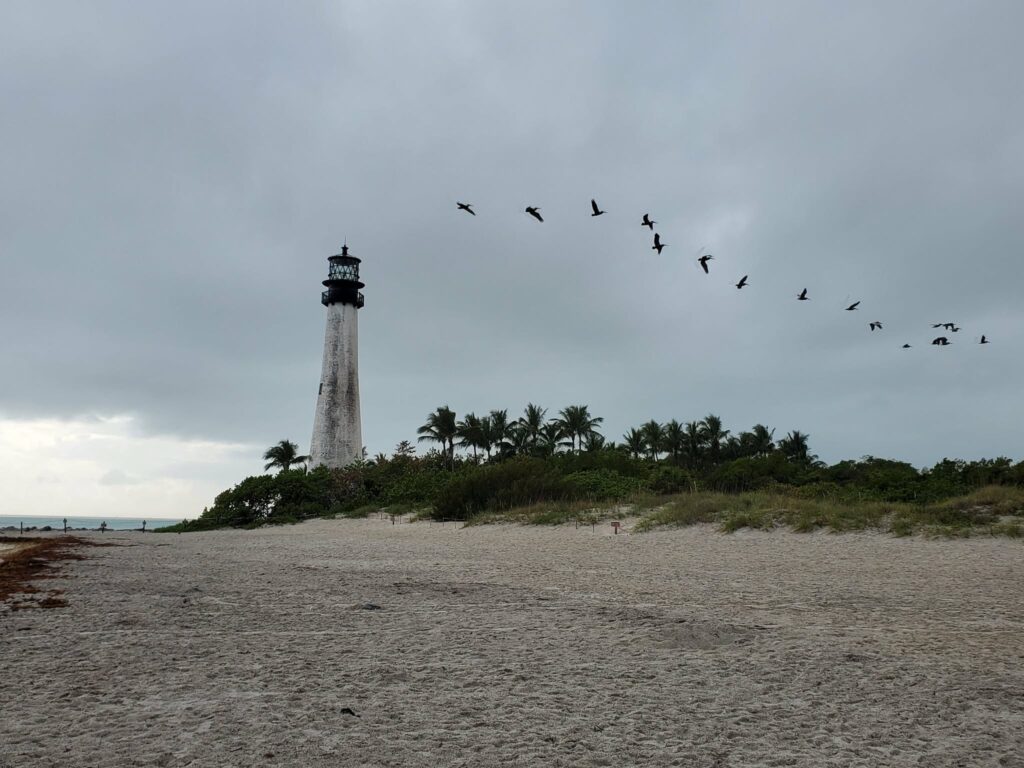 Pelicans flying past Cape Florida Lighthouse at Bill Baggs State Park on Key Biscayne