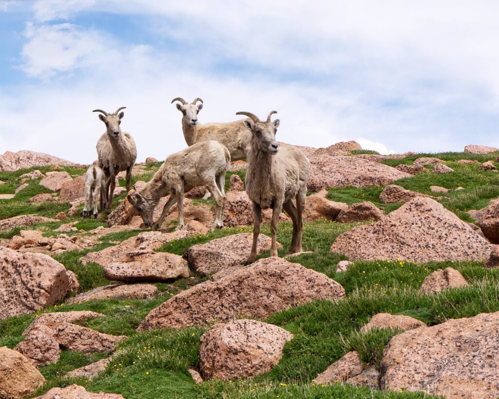 Bighorn sheep on the slopes of Pikes Peak, Colorado