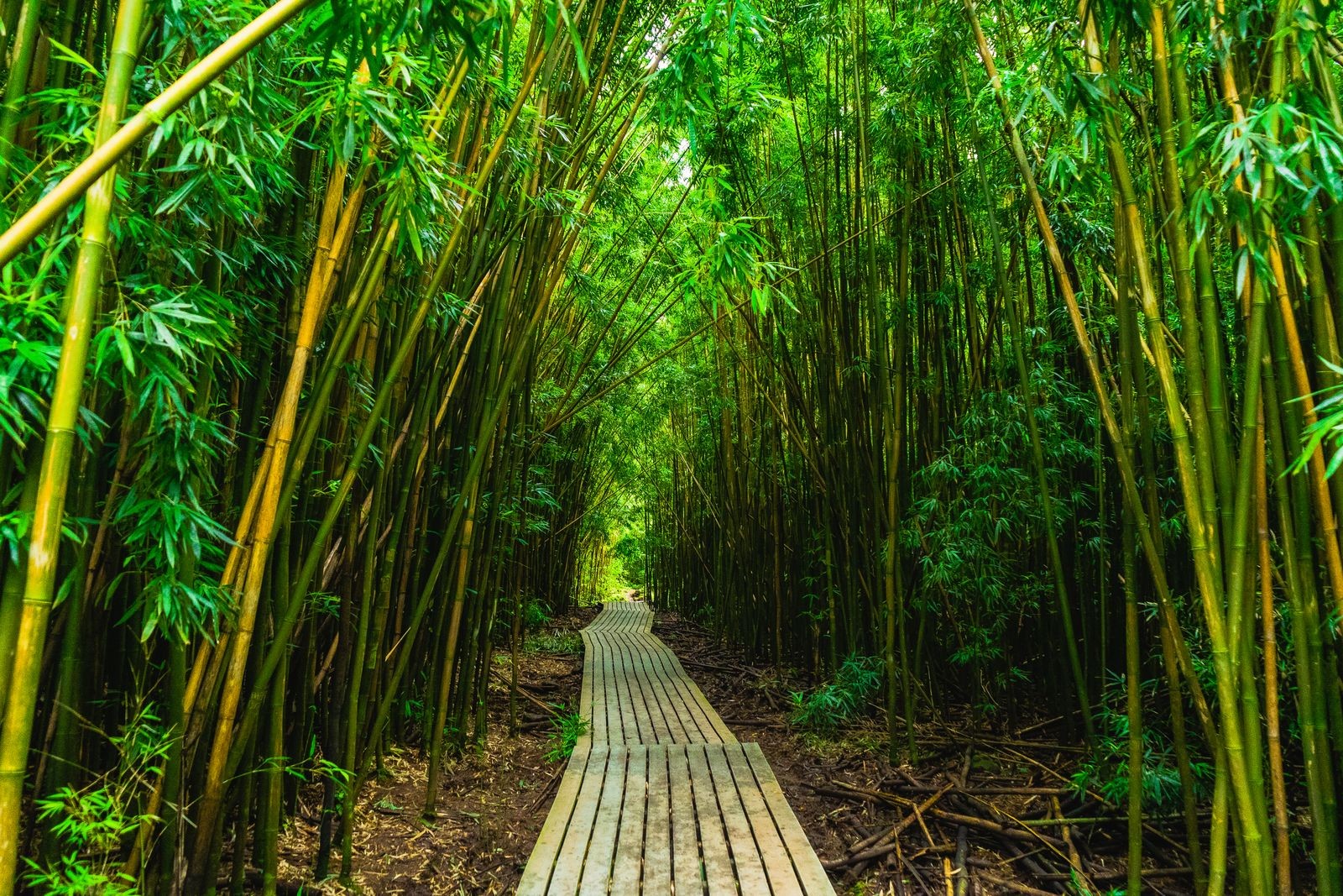 A wooden boardwalk through a dense bamboo forest on Maui