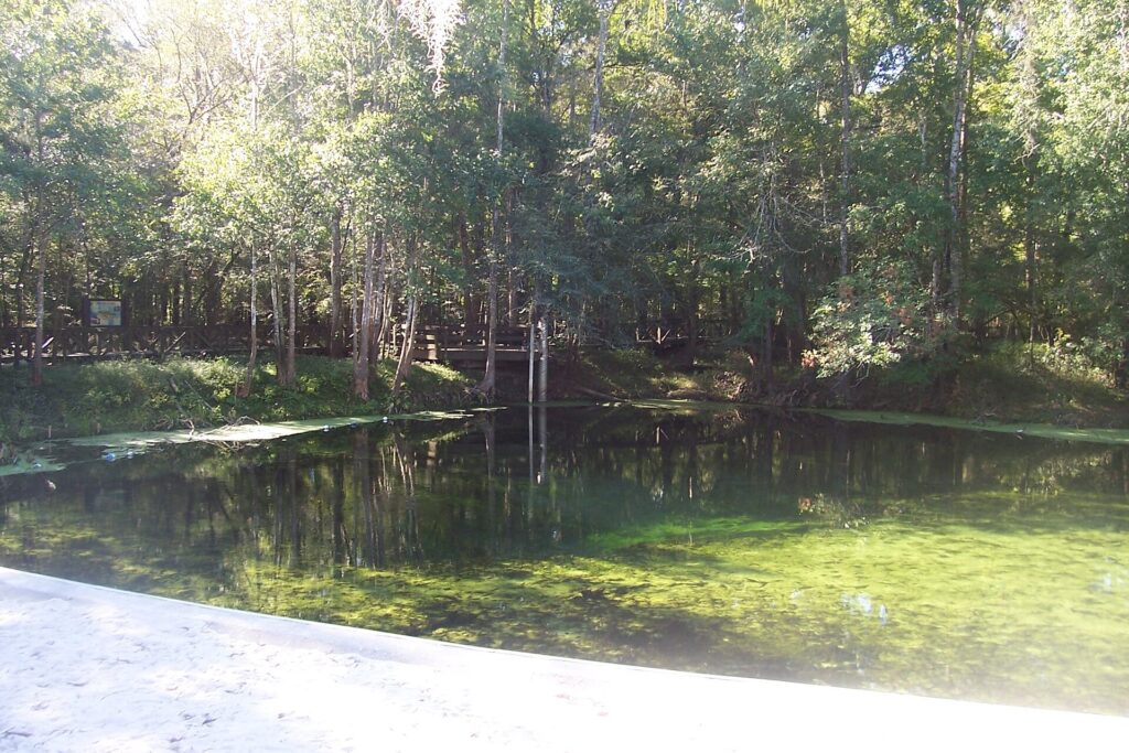 Best Florida Springs Near Gainesville