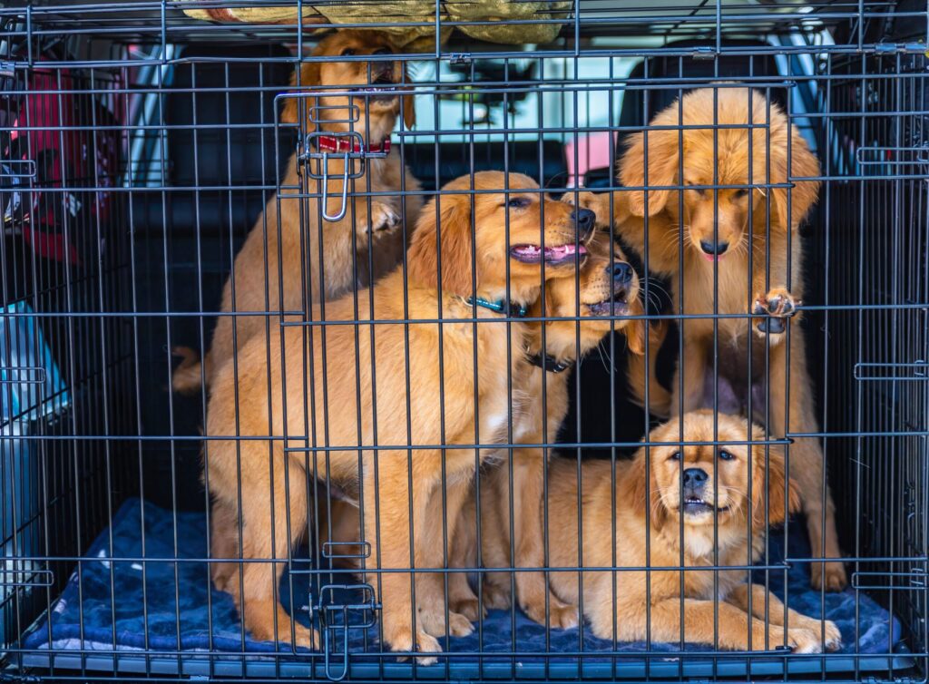 Puppies secured in a metal travel crate in a car trunk
