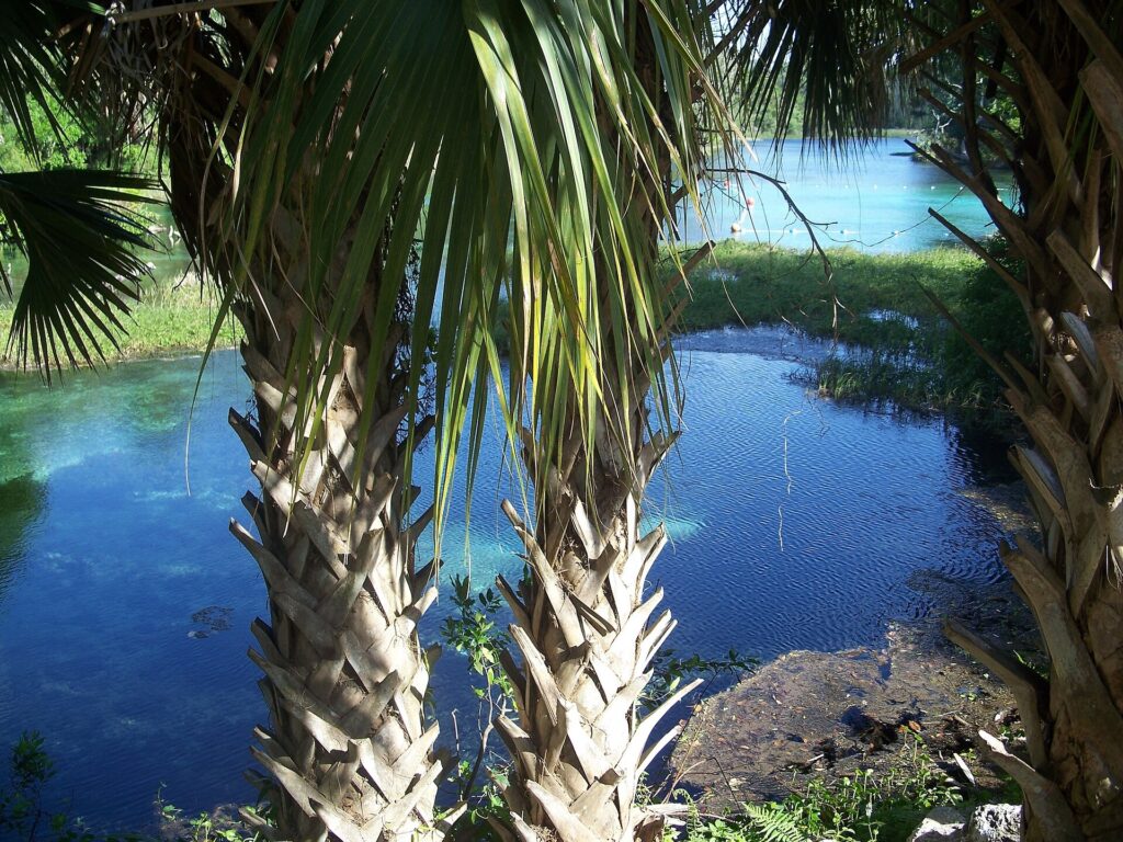 Clear blue spring water seen through palm fronds at Rainbow Springs State Park