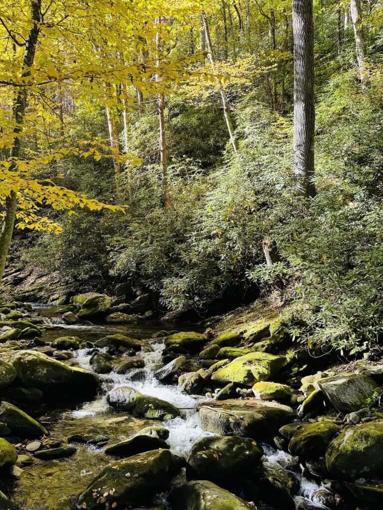 Roaring Fork creek running alongside the motor nature trail road