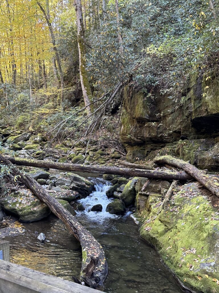 Roaring Fork Motor Nature Trail Guide