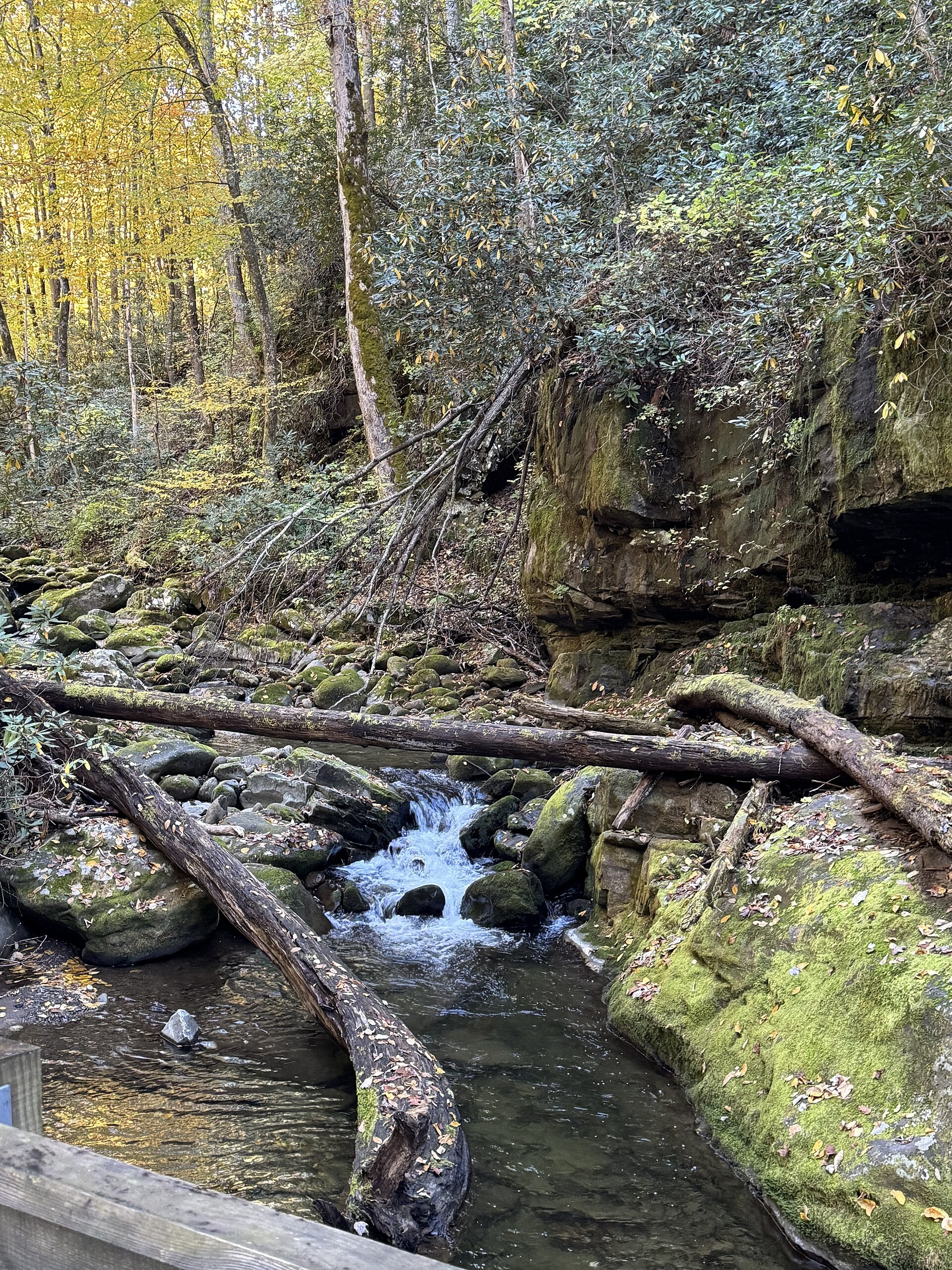 The narrow paved loop of the Roaring Fork Motor Nature Trail winding through the forest