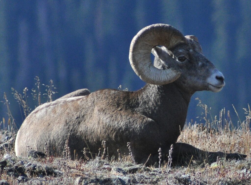 A bighorn sheep standing along a road in Rocky Mountain National Park