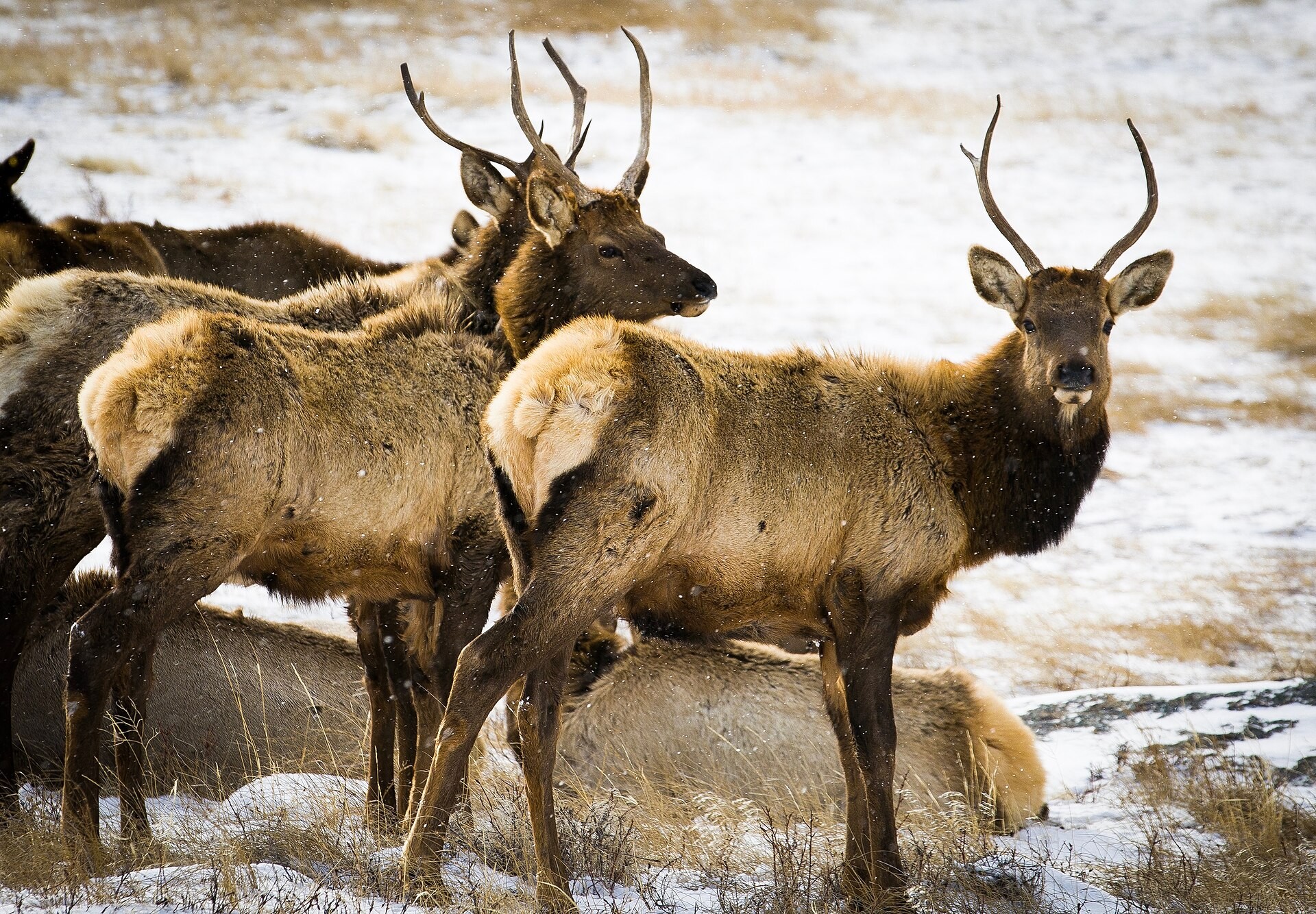 An elk standing in snow at Rocky Mountain National Park