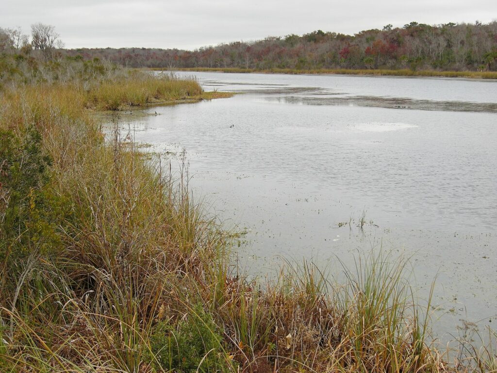 Marsh and tall grass along the trail near Salt Springs in Ocala National Forest