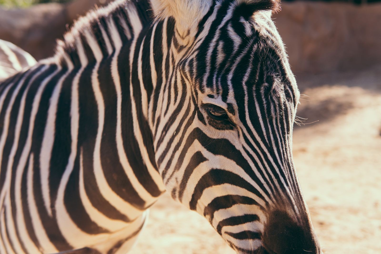 Zebra at the San Diego Zoo
