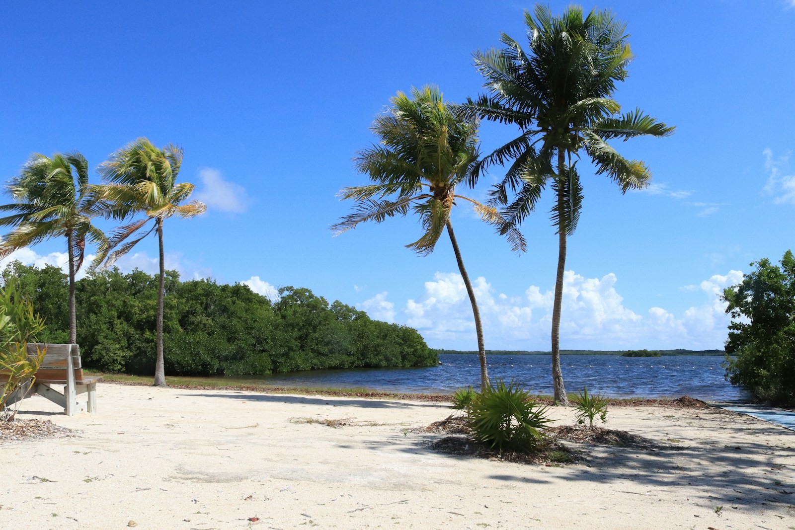 A sandy beach lined with palm trees and a wooden bench.