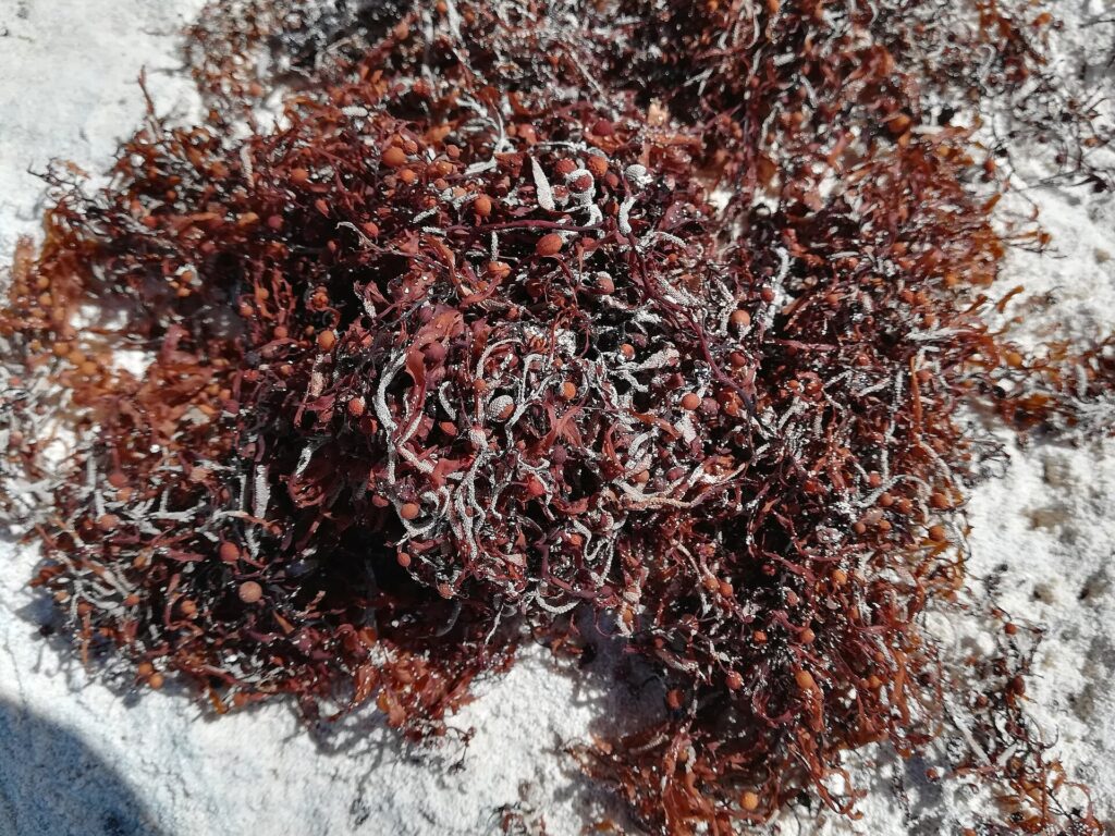 Close-up view of brown sargassum seaweed washed up on a Caribbean beach