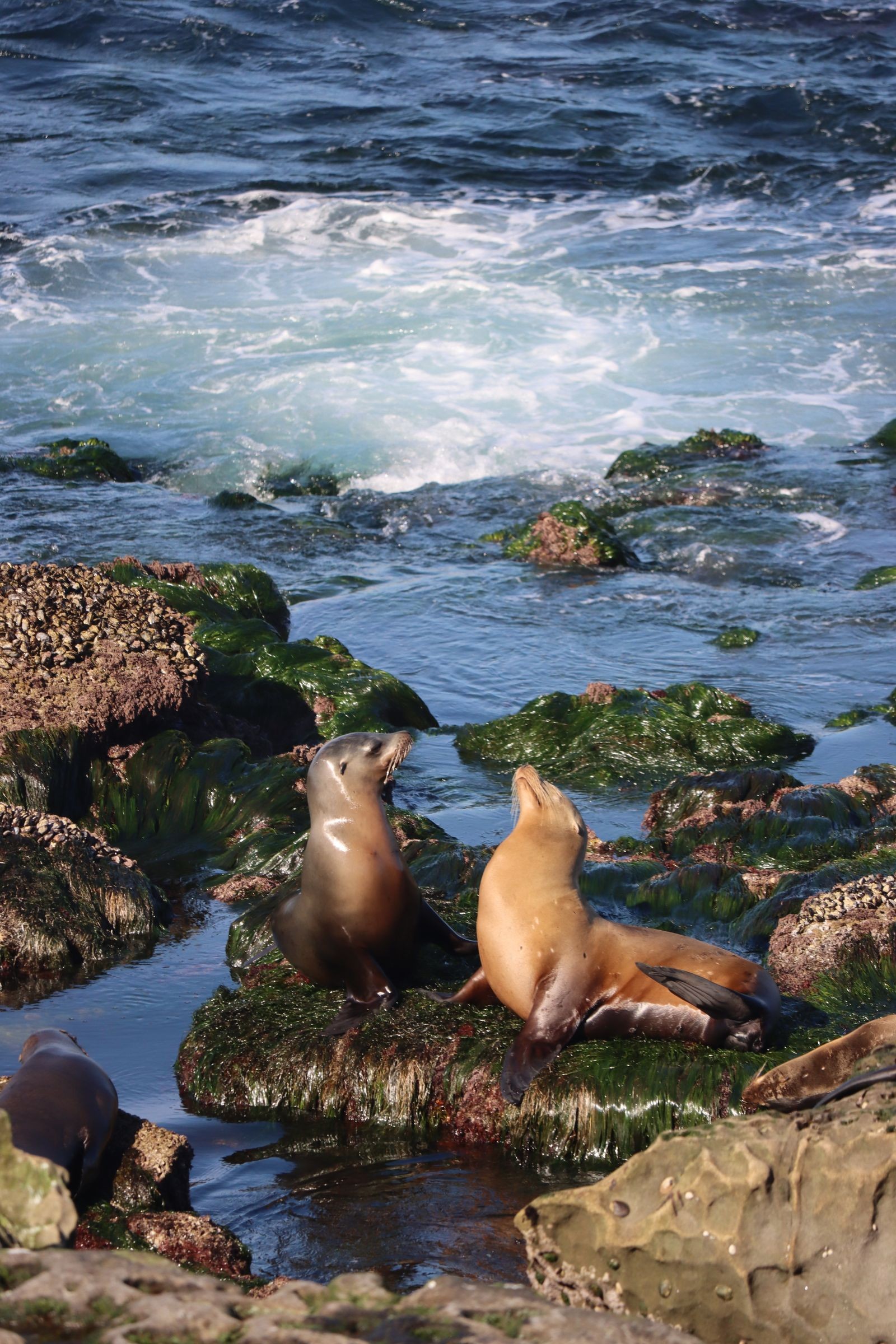 Two sea lions rest on seaweed-covered rocks at La Jolla Cove with waves behind them