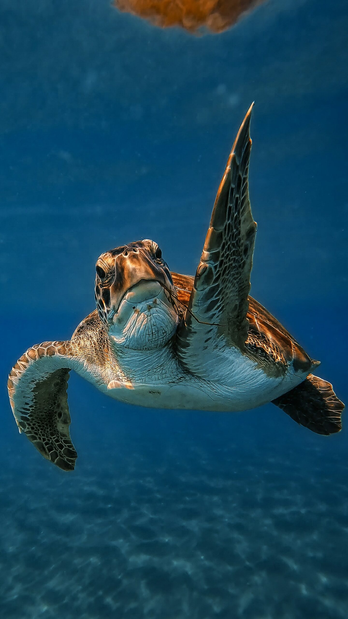 A sea turtle swimming through open blue water.