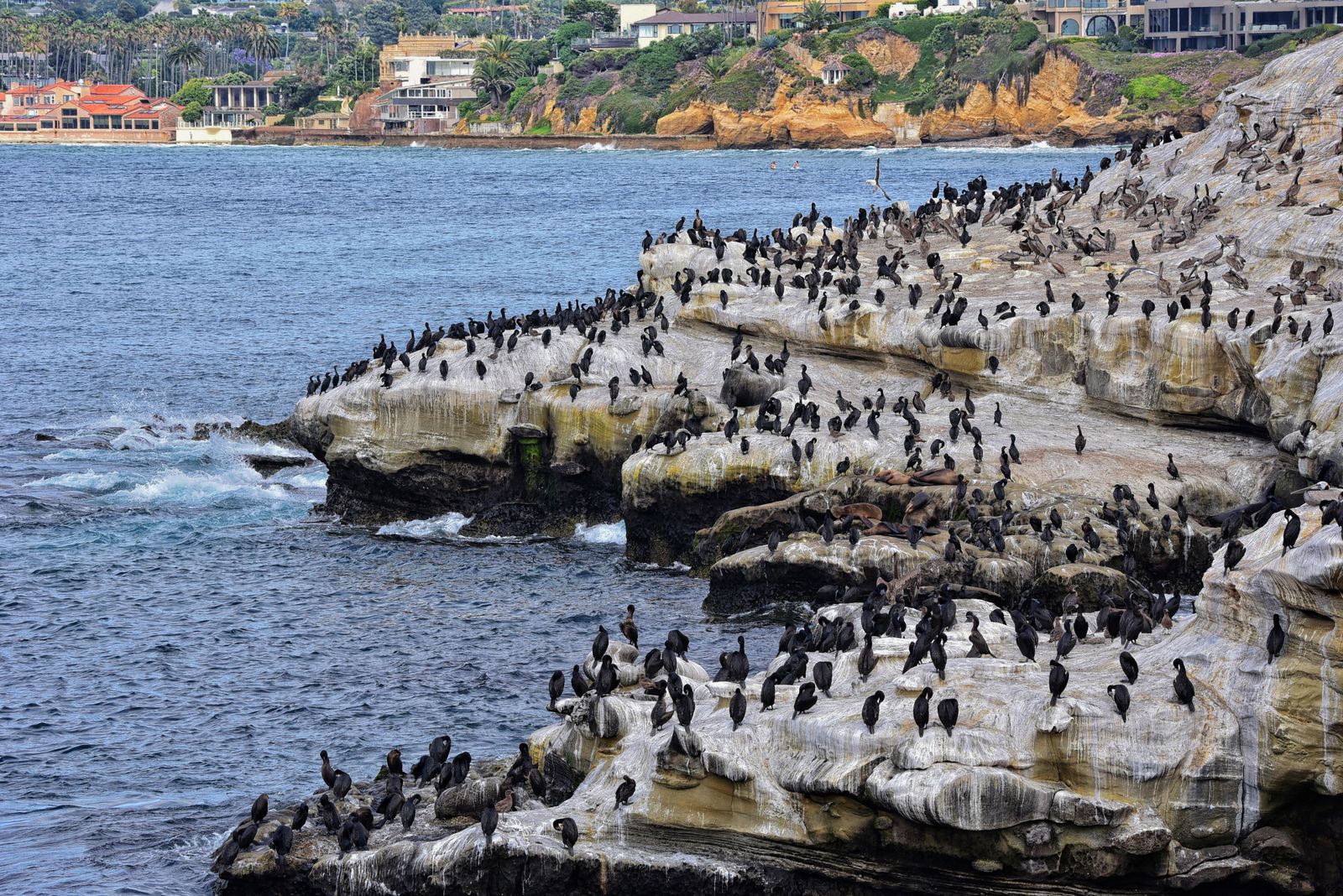 Seabirds crowd the rocky shoreline at La Jolla Cove