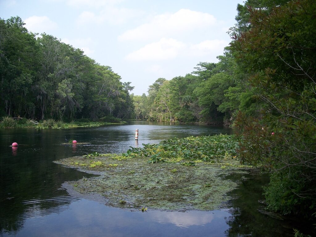 Cypress trees line the banks of the Silver River near Silver Springs State Park