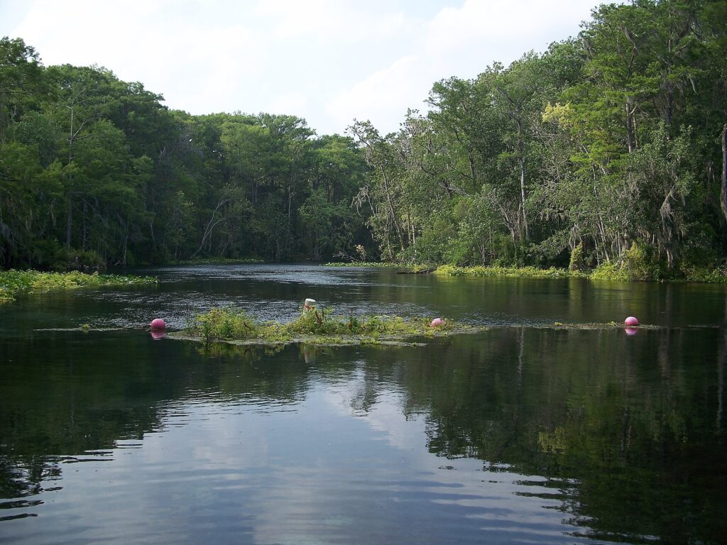 The Silver River lined with cypress trees near Silver Springs State Park