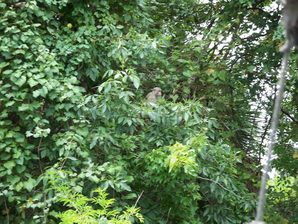A rhesus macaque monkey along the Silver River at Silver Springs State Park