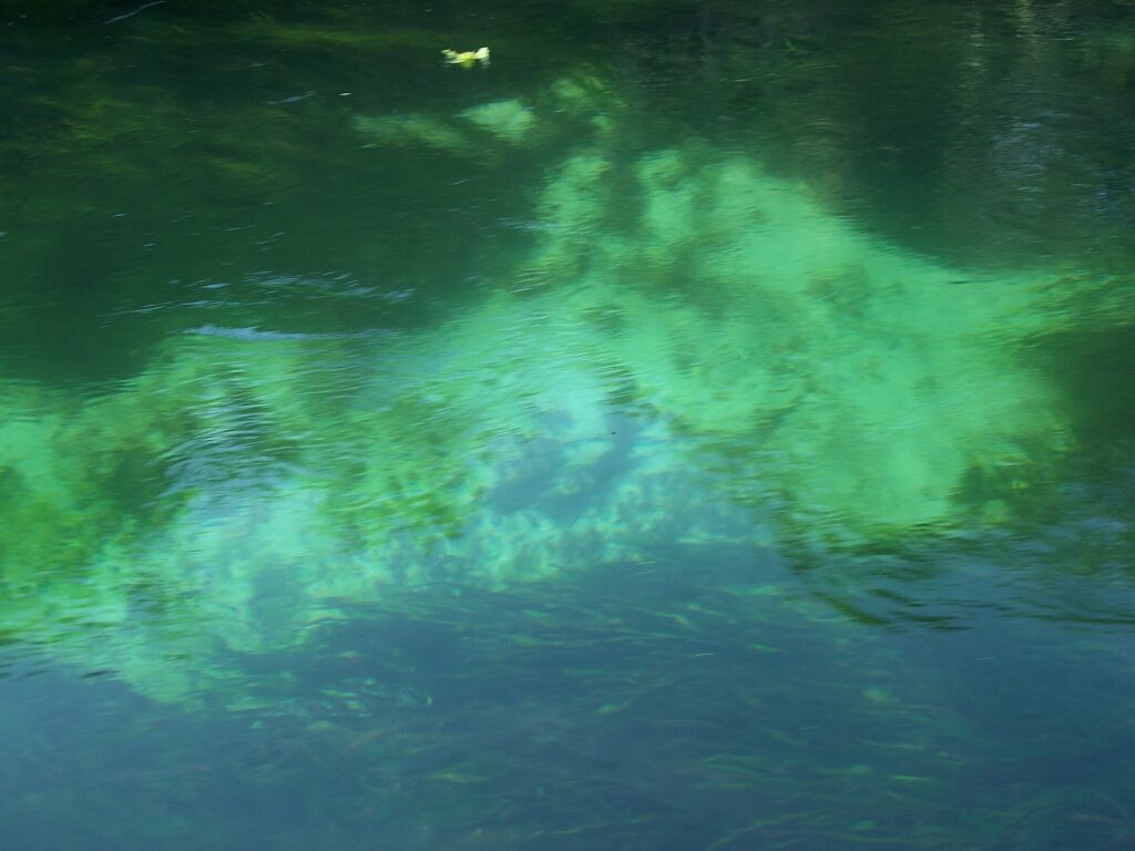 Clear spring water at Silver Springs State Park, Ocala, Florida