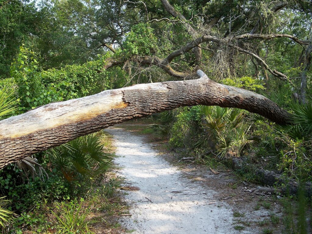 A sandy trail near the Silver River at Silver Springs State Park in Ocala, Florida.