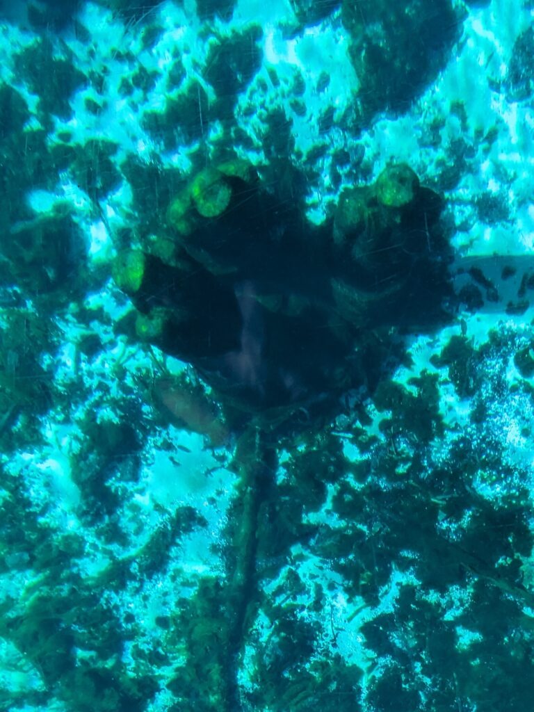One of the sunken statues left from old movie filming, visible on the bottom of Silver Springs