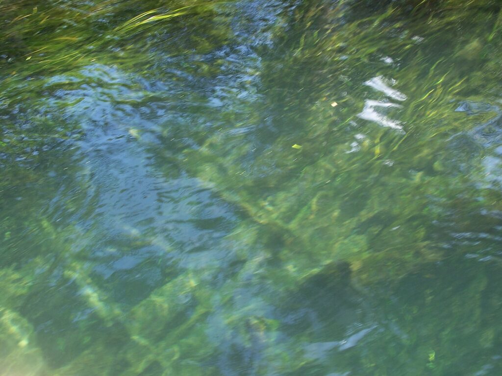 Florida Springs Road Trip Itinerary