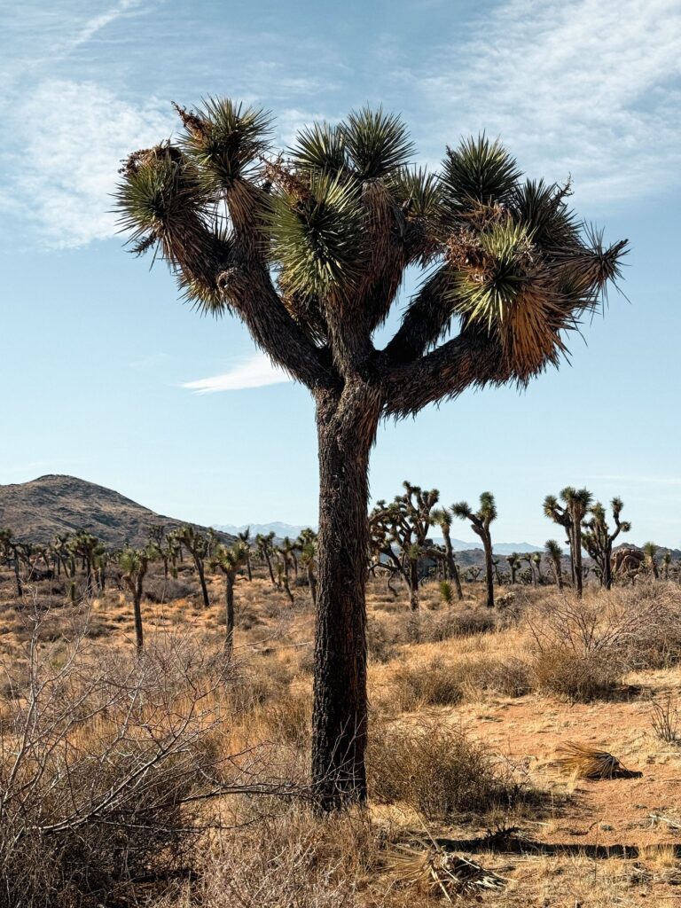 Joshua Tree Day Trip: Is a Day Trip to Joshua Tree Worth It?