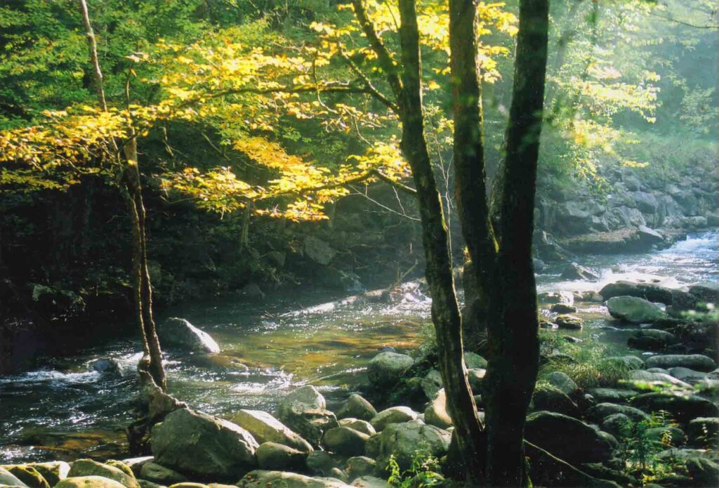A creek lined with fall foliage near Smokemont Campground in Great Smoky Mountains National Park
