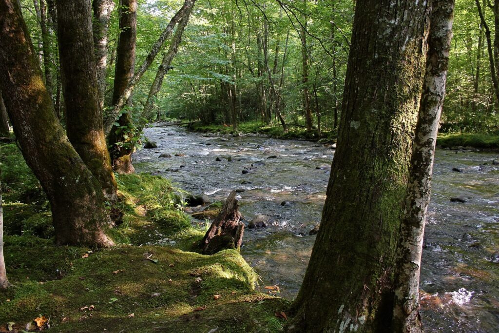 The wooded Smokemont Trail on the Cherokee side of Great Smoky Mountains National Park