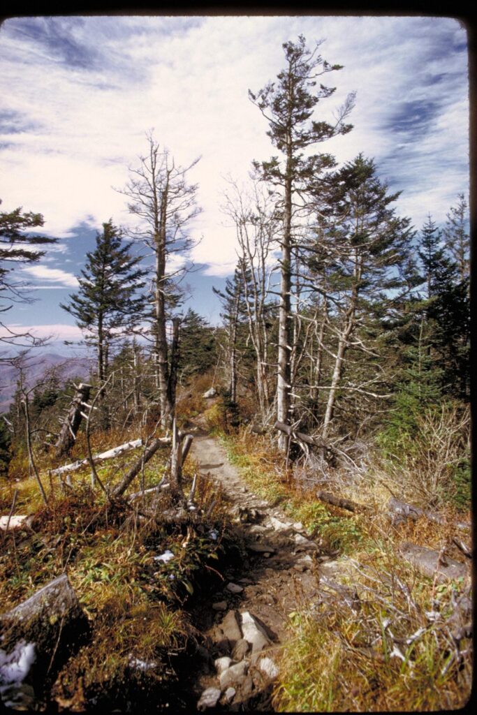 High-elevation spruce-fir trail near the summit of Kuwohi in Great Smoky Mountains National Park