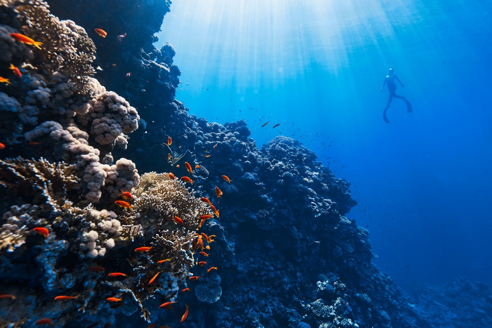 A snorkeler swimming above a shallow coral reef.