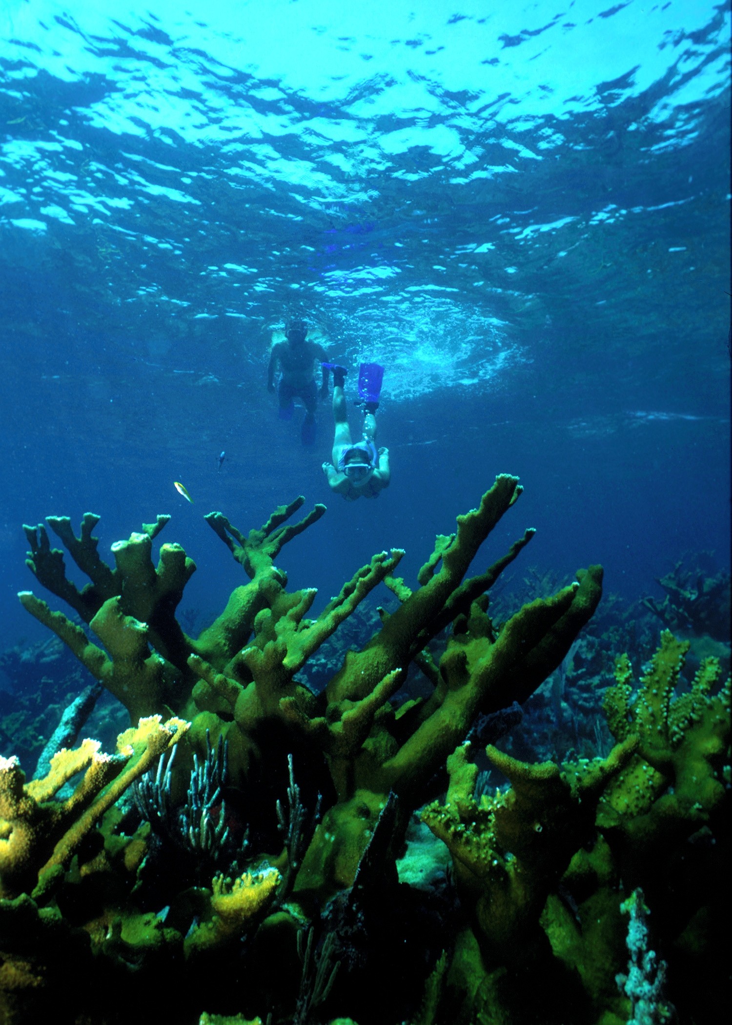A snorkeler over the reef in Biscayne National Park