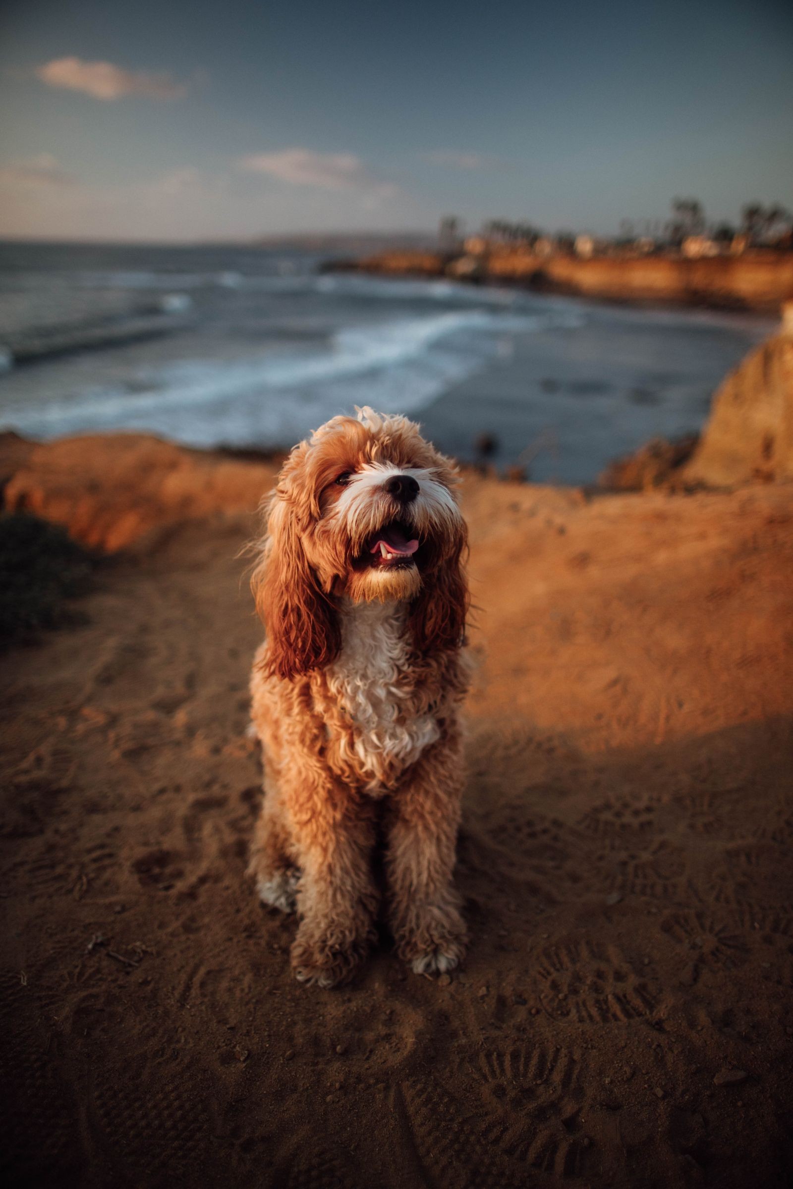 A dog sitting on a sandy bluff above the Pacific Ocean in Southern California