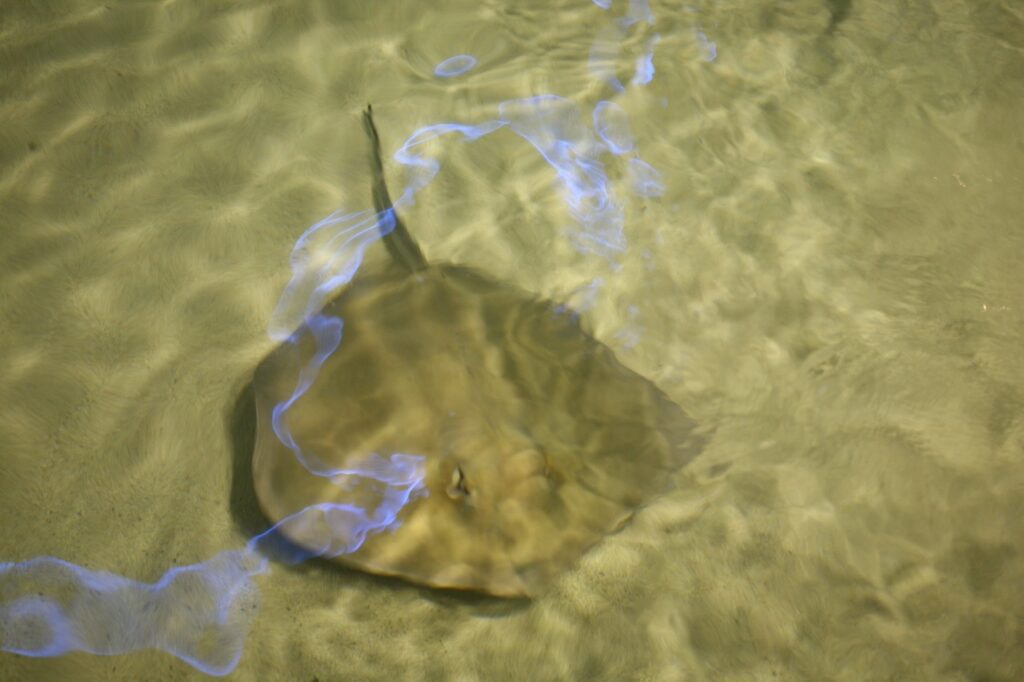 A southern stingray resting in shallow water over a sandy bottom at the Stingray City sandbar