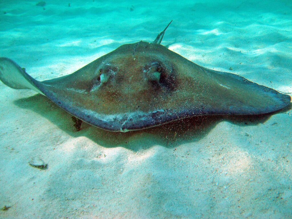 A southern stingray close to the sandy bottom in clear water off Grand Cayman