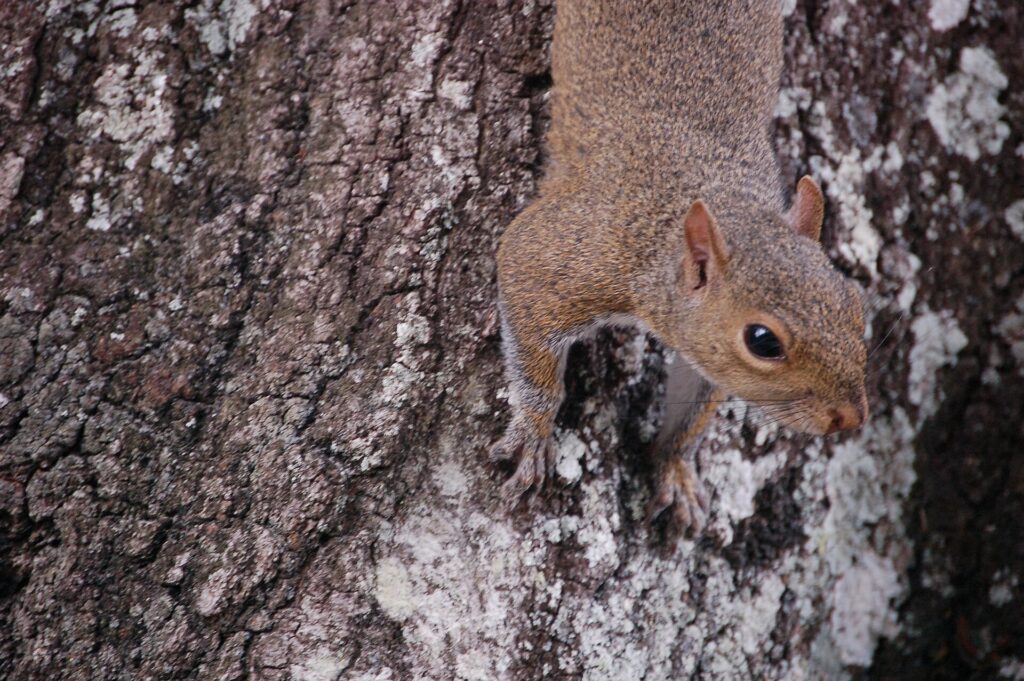 A gray squirrel on a lichen-covered tree trunk in the forest