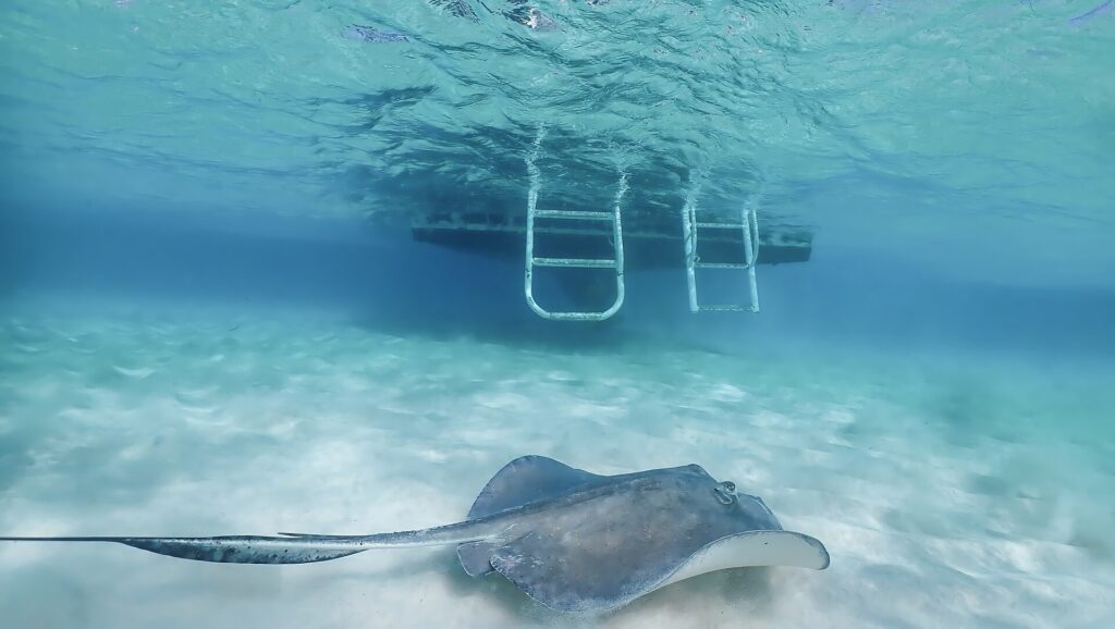 A stingray swimming beneath a tour boat's ladder at the Stingray City sandbar