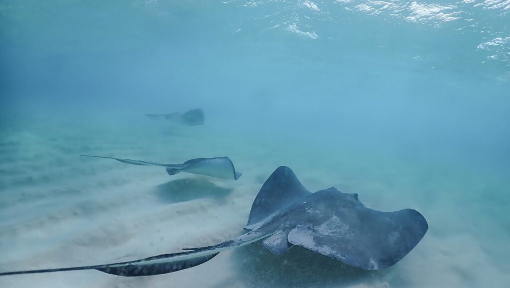 Stingray City Grand Cayman: Is It Worth It?