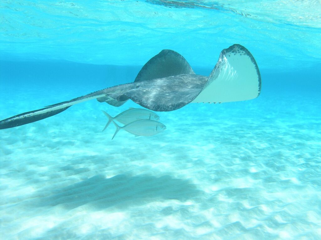 A stingray swimming past a small fish in clear water at Stingray City