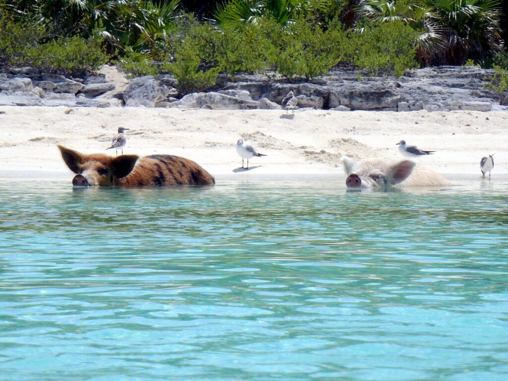 Pigs standing in shallow turquoise water off a sandy beach in the Exuma Cays, with gulls nearby