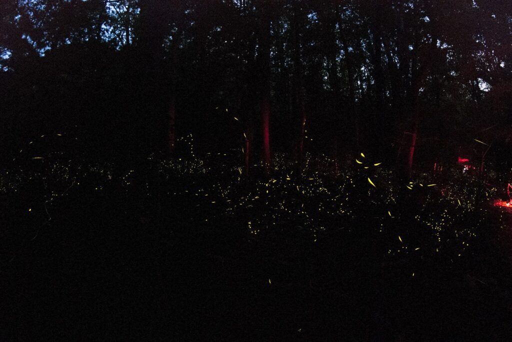 Long-exposure light trails from synchronous fireflies in the Great Smoky Mountains