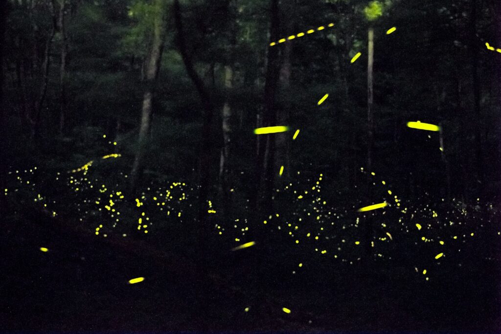 Synchronous fireflies (Photinus carolinus) glowing at night in the Great Smoky Mountains