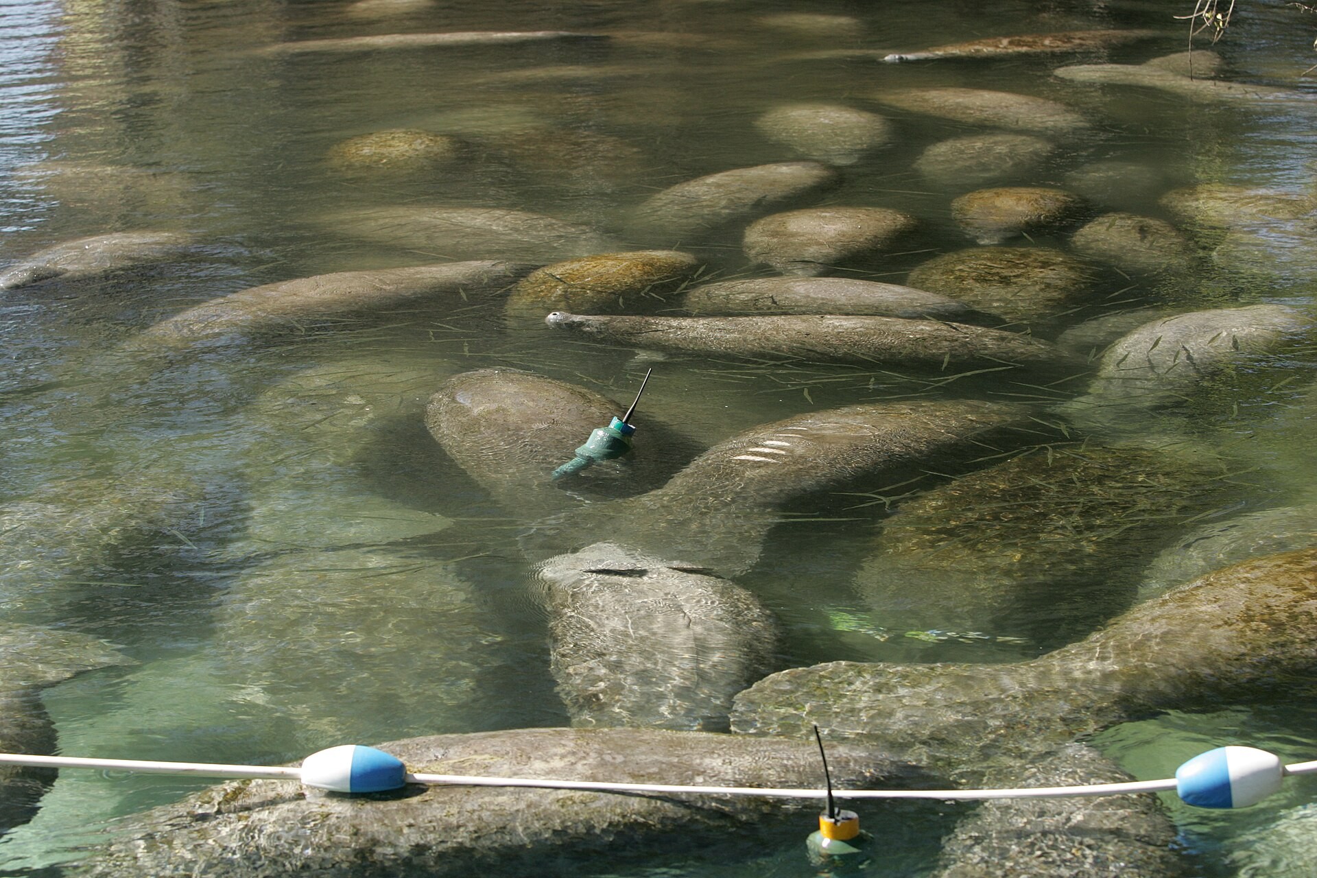 Manatees resting among rocks in clear spring water at Crystal River, marked by a sanctuary boundary line