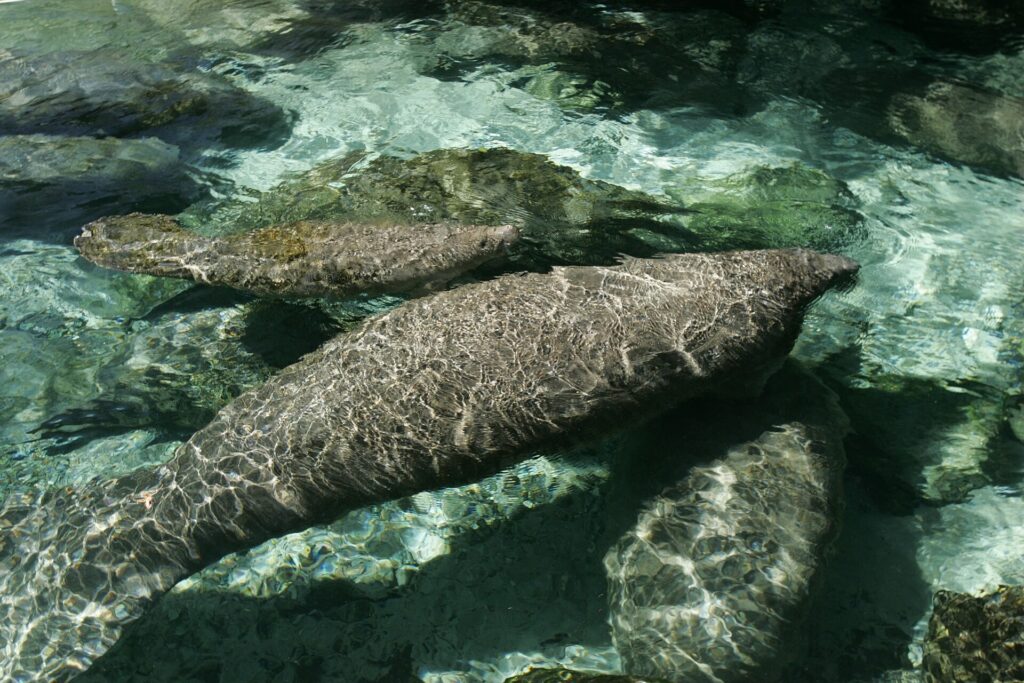 Two Florida manatees swim close together in clear spring water near Crystal River, Florida