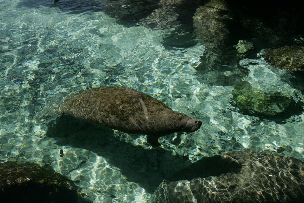 A Florida manatee swims over limestone rocks in the clear water of the Crystal River area