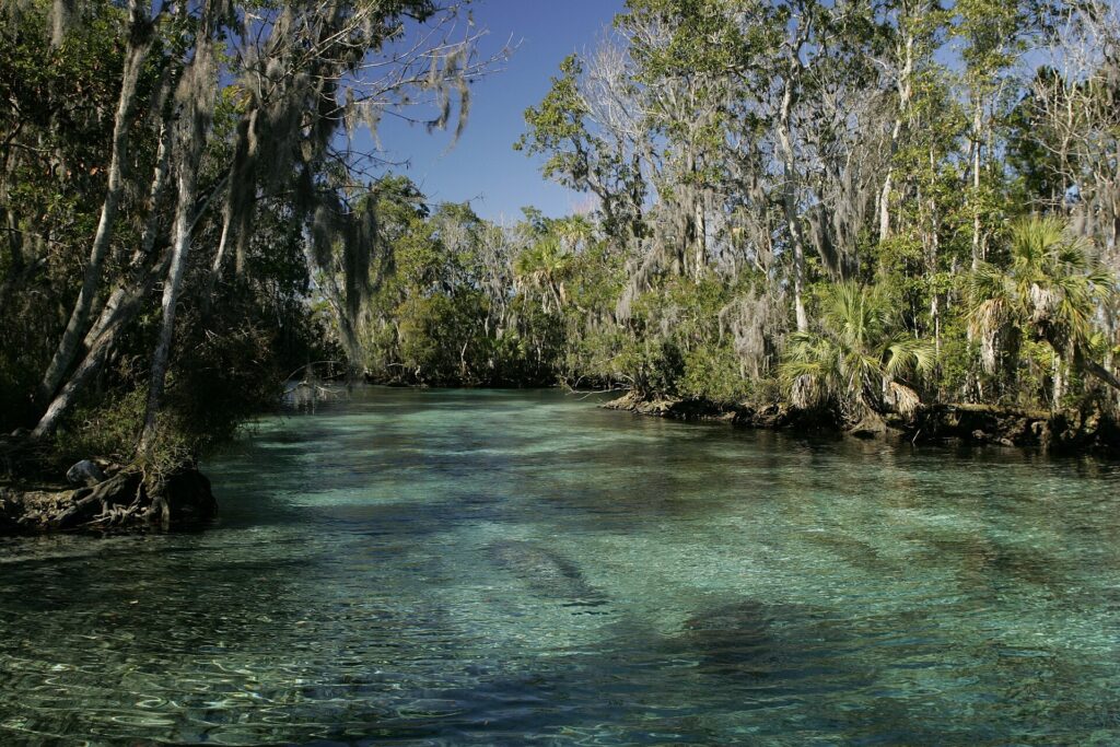 The spring run near Crystal River National Wildlife Refuge, lined with cypress trees and clear blue-green water