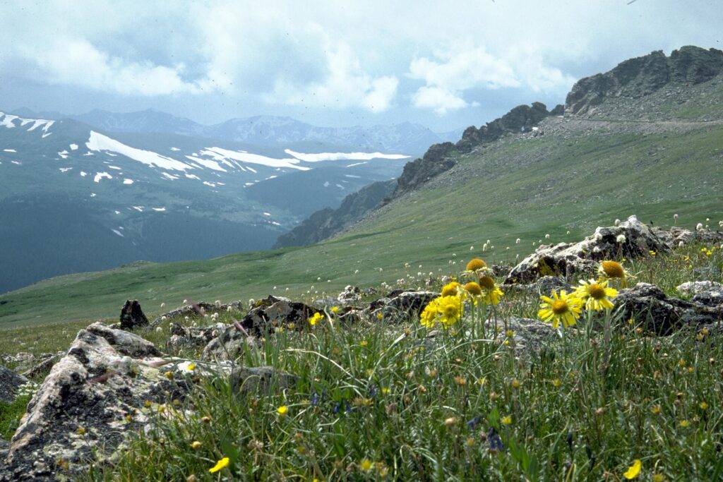 Wildflowers on the alpine tundra beside Trail Ridge Road in Rocky Mountain National Park, Colorado