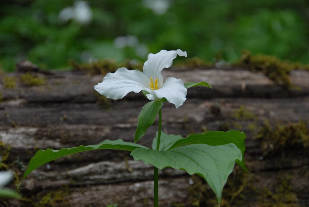 White trillium wildflower blooming on the forest floor in the Smoky Mountains