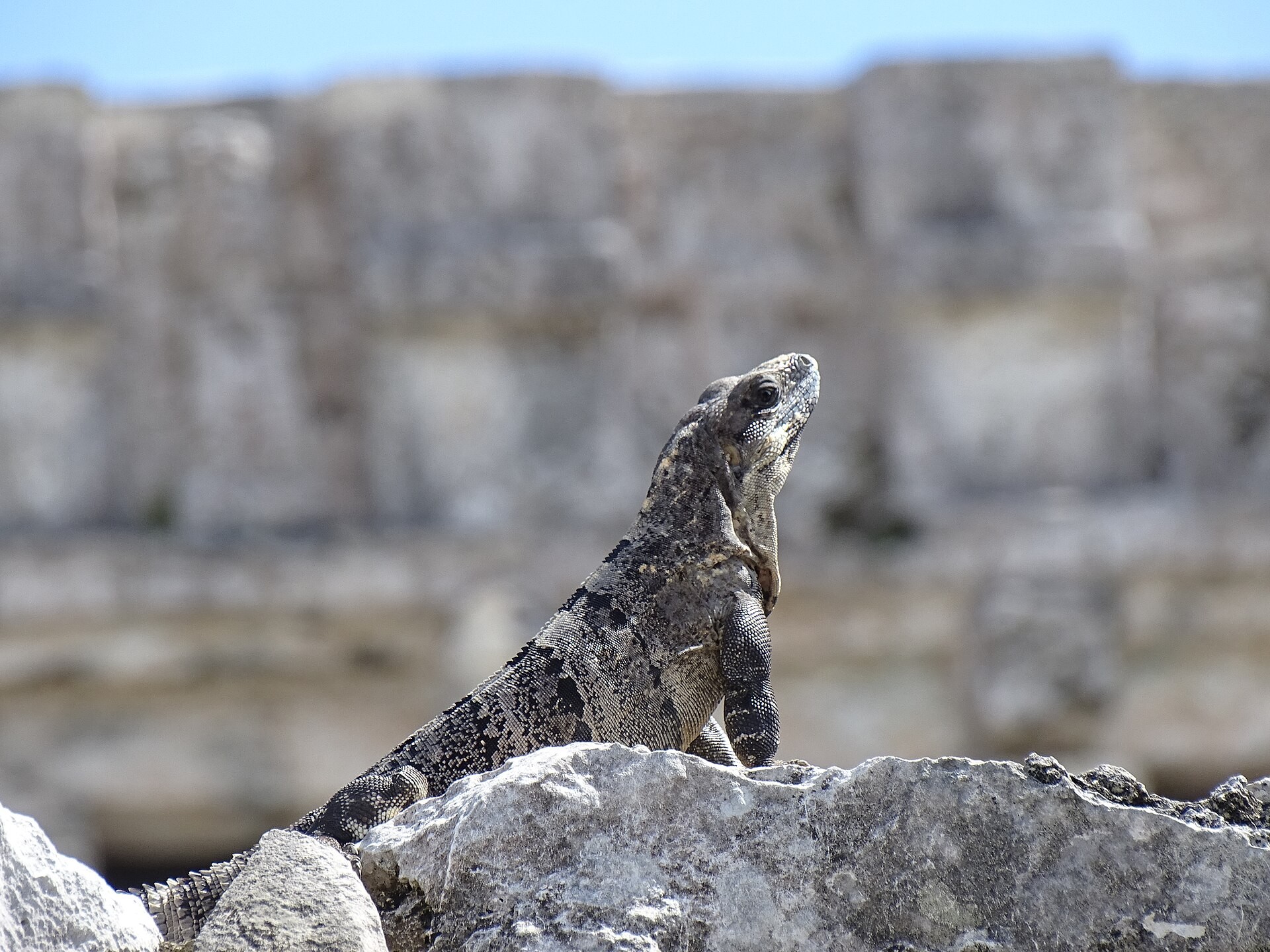 An iguana on the stone ruins at the Tulum archaeological site