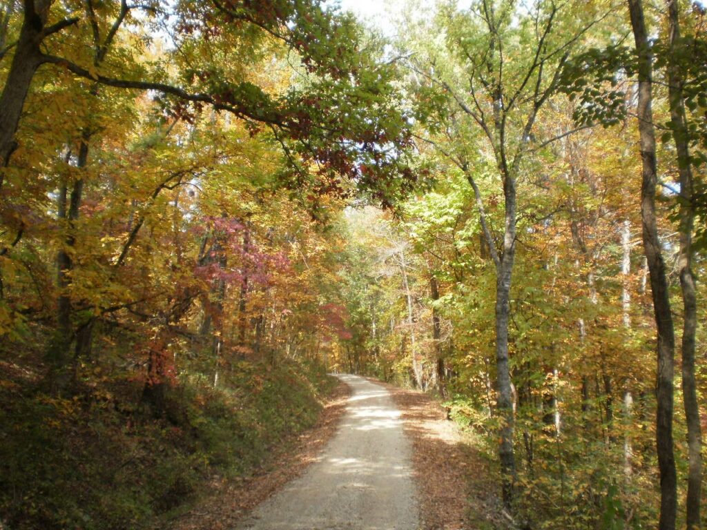 Forest road leading down to the Turner Mill access on the Eleven Point River
